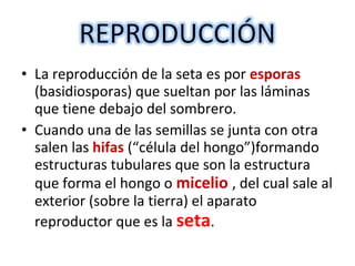 • La reproducción de la seta es por esporas 
(basidiosporas) que sueltan por las láminas 
que tiene debajo del sombrero. 
• Cuando una de las semillas se junta con otra 
salen las hifas (“célula del hongo”)formando 
estructuras tubulares que son la estructura 
que forma el hongo o micelio , del cual sale al 
exterior (sobre la tierra) el aparato 
reproductor que es la seta. 
 