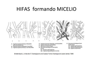 HIFAS formando MICELIO 
 