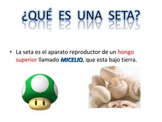 • La seta es el aparato reproductor de un hongo 
superior llamado MMIICCEELLIIOO, que esta bajo tierra. 
 