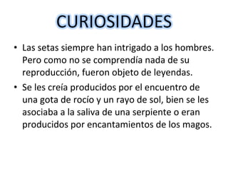 • Las setas siempre han intrigado a los hombres. 
Pero como no se comprendía nada de su 
reproducción, fueron objeto de leyendas. 
• Se les creía producidos por el encuentro de 
una gota de rocío y un rayo de sol, bien se les 
asociaba a la saliva de una serpiente o eran 
producidos por encantamientos de los magos. 
 