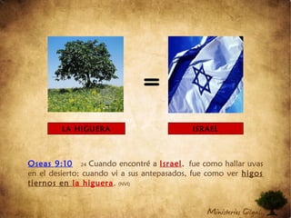 LA HIGUERA
=
Oseas 9:10 24 Cuando encontré a Israel, fue como hallar uvas
en el desierto; cuando vi a sus antepasados, fue como ver higos
tiernos en la higuera. (NVI)
ISRAEL
 