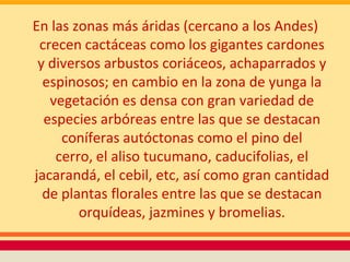 En las zonas más áridas (cercano a los Andes)
 crecen cactáceas como los gigantes cardones
 y diversos arbustos coriáceos, achaparrados y
  espinosos; en cambio en la zona de yunga la
   vegetación es densa con gran variedad de
  especies arbóreas entre las que se destacan
     coníferas autóctonas como el pino del
    cerro, el aliso tucumano, caducifolias, el
jacarandá, el cebil, etc, así como gran cantidad
  de plantas florales entre las que se destacan
        orquídeas, jazmines y bromelias.
 