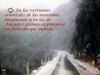 En las vertientes
orientales de las montañas
tucumanas y en las de
Ancasti Catamarca prospera
un feroz bosque nuboso.
 