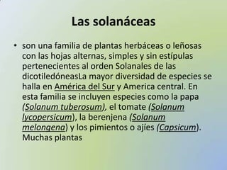 Las solanáceas  son una familia de plantas herbáceas o leñosas con las hojas alternas, simples y sin estípulas pertenecientes al orden Solanalesde las dicotiledóneasLa mayor diversidad de especies se halla en América del Sury America central. En esta familia se incluyen especies como la papa (Solanumtuberosum), el tomate (Solanumlycopersicum), la berenjena (Solanummelongena) y los pimientos o ajíes (Capsicum). Muchas plantas  