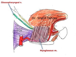 Glossopharyngeal n.
Hyoglossus m.
Dr. Sherif Fahmy
 