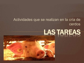 Actividades que se realizan en la cría de
cerdos
LAS TAREAS
 