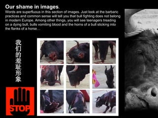 Our shame in images . Words are superfluous in this section of images. Just look at the barbaric practices and common sense will tell you that bull fighting does not belong in modern Europe. Among other things, you will see teenagers treading on a dying bull, bulls vomiting blood and the horns of a bull sticking into the flanks of a horse… 我们的羞耻形象 