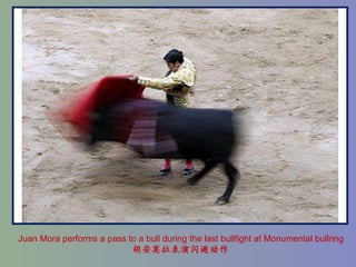 Juan Mora performs a pass to a bull during the last bullfight at Monumental bullring 胡安莫拉表演闪避动作 