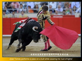 José Tomás performs a pass on a bull while wearing his 'suit of lights' 侯塞托麦斯穿着发亮的斗牛服表演闪避。 