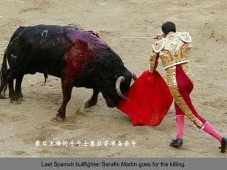 Last Spanish bullfighter Serafin Martin goes for the killing. 最后上场的斗牛士塞拉芬准备杀牛 