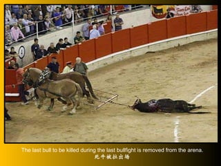 The last bull to be killed during the last bullfight is removed from the arena. 死牛被拉出场 
