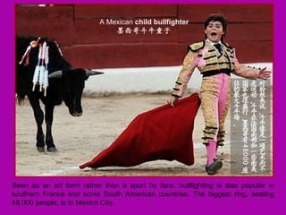 Seen as an art form rather than a sport by fans, bullfighting is also popular in southern France and some South American countries. The biggest ring, seating 48,000 people, is in Mexico City. A Mexican  child bullfighter 墨西哥斗牛童子 对粉丝来说，斗牛像是一项艺术而不是运动。斗牛在法国南部和一些南美国家也很盛行。墨西哥有 48000 座位的最大斗牛场。 