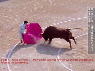 Stage 1 – Tercio de Varas ，  the matador observes how the bull charges as capes are thrust by the banderilleros. 第一步：引逗。花镖手挥舞红布时斗牛士观察牛的攻击习性。 