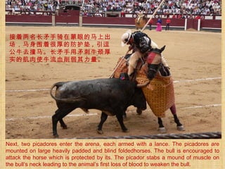 Next, two picadores enter the arena, each armed with a lance. The picadores are mounted on large heavily padded and blind foldedhorses. The bull is encouraged to attack the horse which is protected by its. The picador stabs a mound of muscle on the bull‘s neck leading to the animal’s first loss of blood to weaken the bull. 接着两名长矛手骑在蒙眼的马上出场，马身围着很厚的防护垫 , 引逗公牛去撞马。长矛手用矛刺牛颈厚实的肌肉使牛流血削弱其力量。 