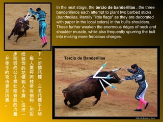 In the next stage, the  tercio de banderillas  , the three banderilleros each attempt to plant two barbed sticks ( banderillas , literally "little flags" as they are decorated with paper in the local colors) in the bull's shoulders. These further weaken the enormous ridges of neck and shoulder muscle, while also frequently spurring the bull into making more ferocious charges. Tercio de Banderillas 下一步插花镖：三名花镖手上场，每人要将两枝带有倒钩、用彩纸装饰的花镖刺入牛肩。这进一步削弱战公牛粗壮颈脊肌的力量，并使牛的攻击更加凶暴。 