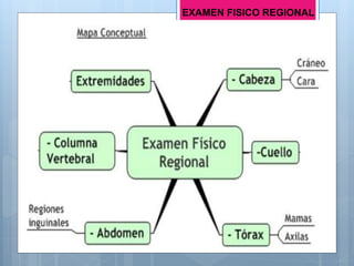 EXAMEN FISICO REGIONAL
 