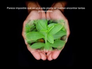 Parece imposible que en una sola planta se puedan encontrar tantas
                          propiedades.
 
