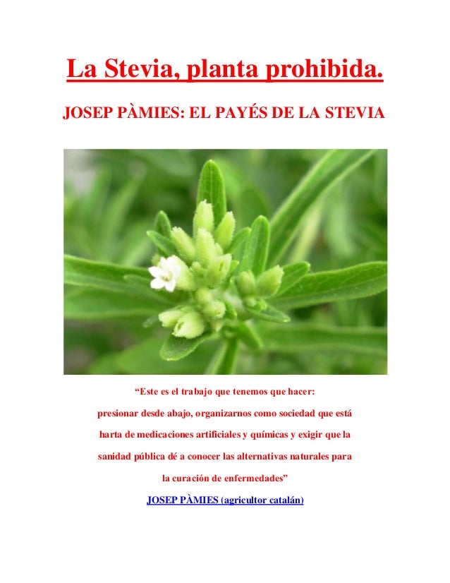 La Stevia, planta prohibida La Stevia, planta prohibida