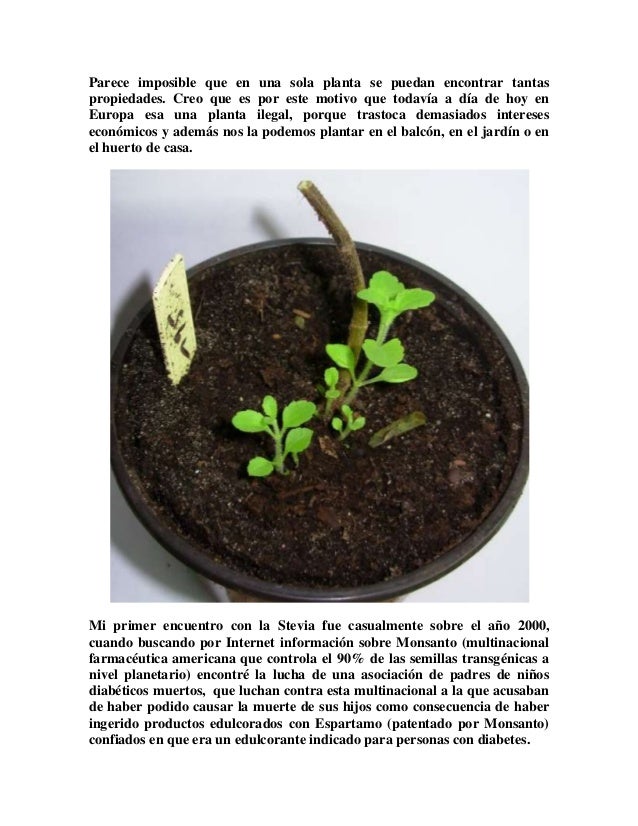 La Stevia, planta prohibida La Stevia, planta prohibida