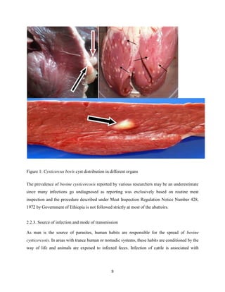 Meat Cyst Review on Bovine Cysticercosis and its Public health importance in ...