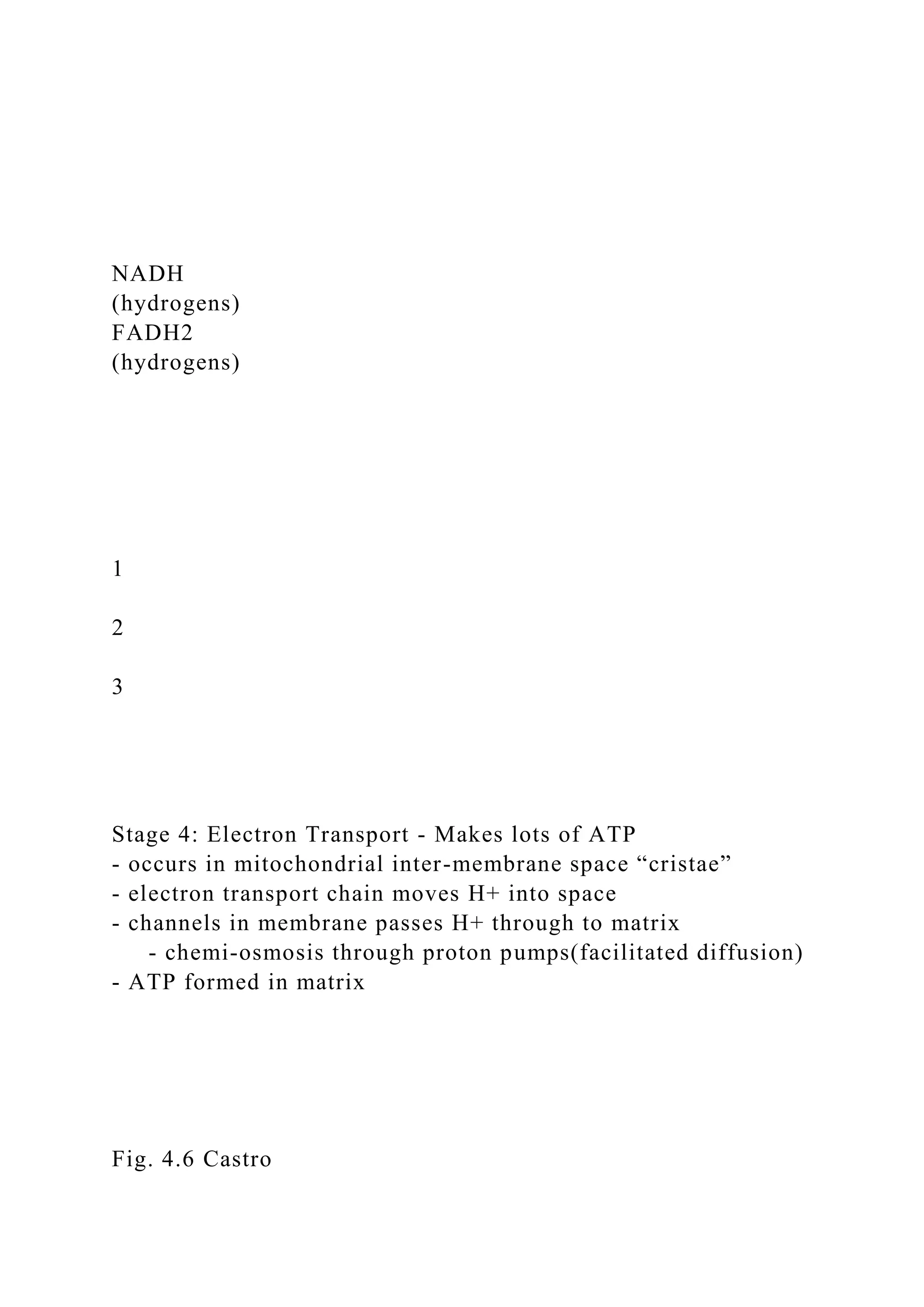 NADH
(hydrogens)
FADH2
(hydrogens)
1
2
3
Stage 4: Electron Transport - Makes lots of ATP
- occurs in mitochondrial inter-membrane space “cristae”
- electron transport chain moves H+ into space
- channels in membrane passes H+ through to matrix
- chemi-osmosis through proton pumps(facilitated diffusion)
- ATP formed in matrix
Fig. 4.6 Castro
 