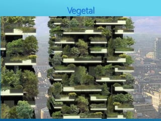 Vegetal