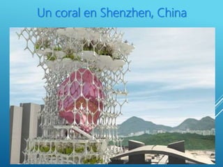 Un coral en Shenzhen, China