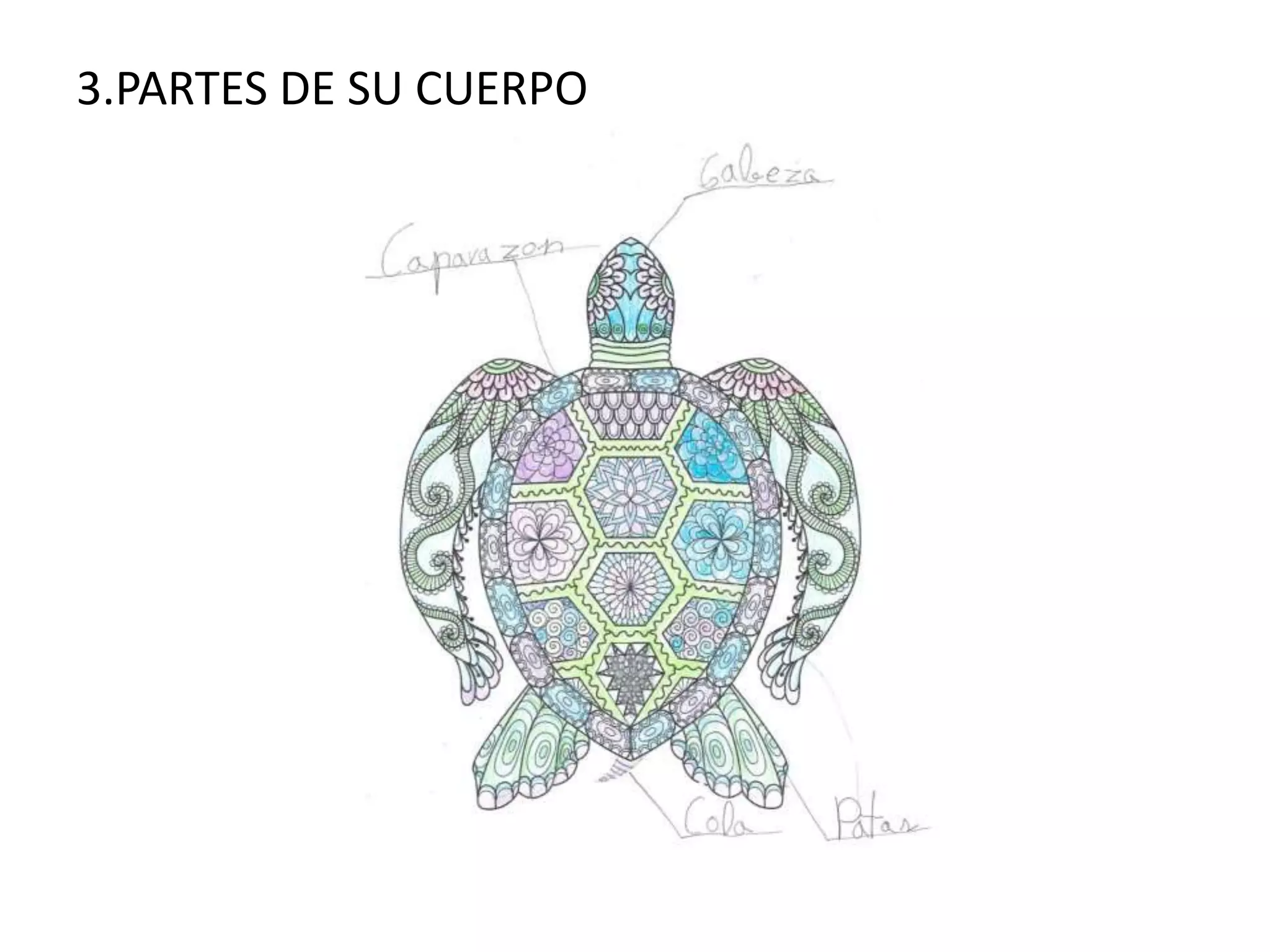 3.PARTES DE SU CUERPO
 