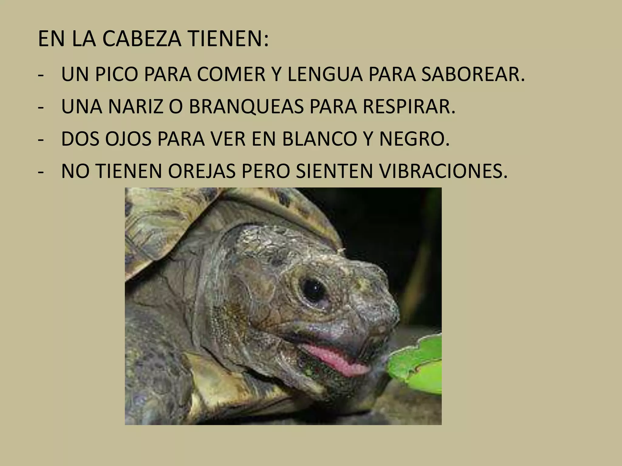 EN LA CABEZA TIENEN:
- UN PICO PARA COMER Y LENGUA PARA SABOREAR.
- UNA NARIZ O BRANQUEAS PARA RESPIRAR.
- DOS OJOS PARA VER EN BLANCO Y NEGRO.
- NO TIENEN OREJAS PERO SIENTEN VIBRACIONES.
 