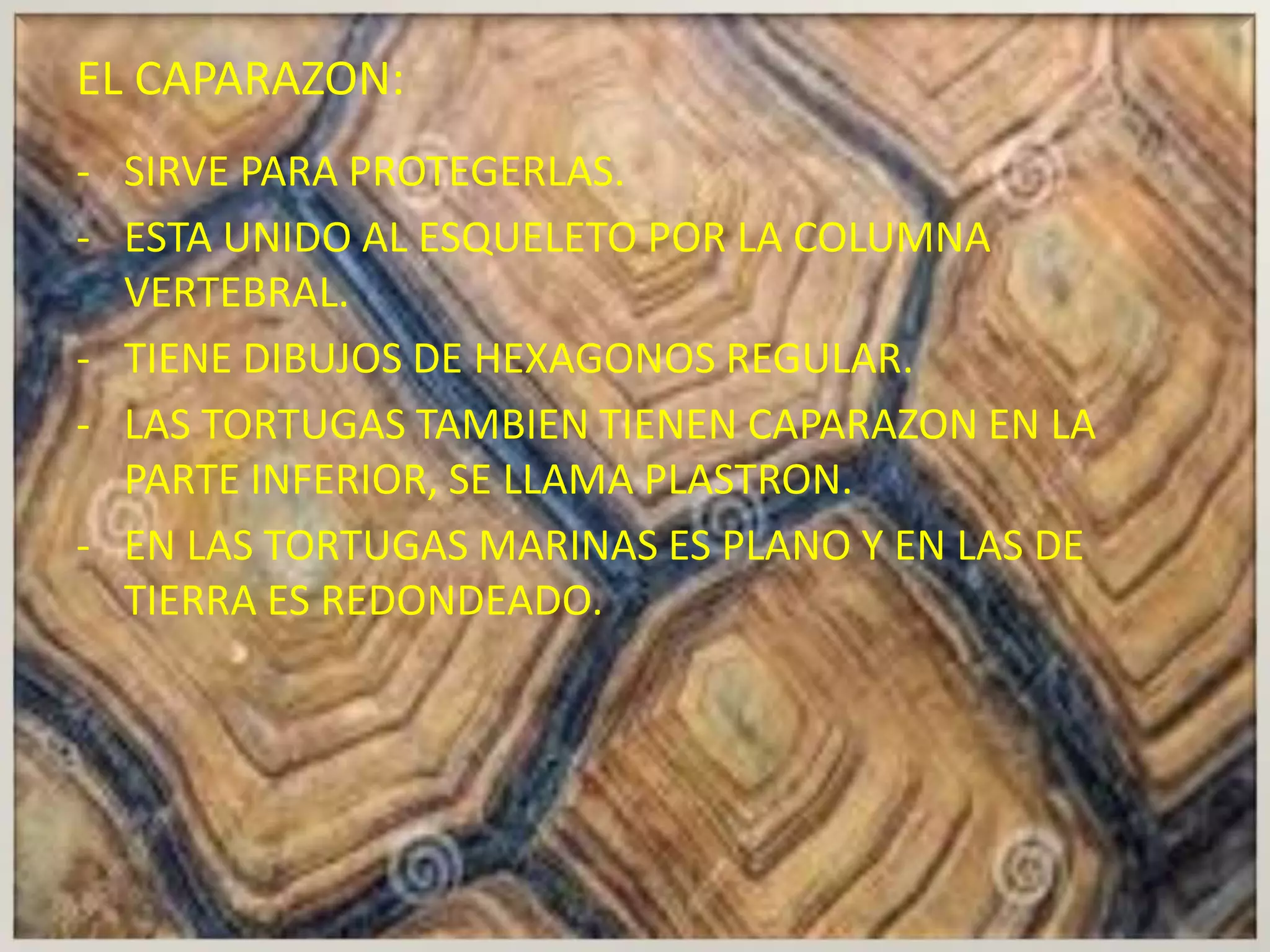 EL CAPARAZON:
- SIRVE PARA PROTEGERLAS.
- ESTA UNIDO AL ESQUELETO POR LA COLUMNA
VERTEBRAL.
- TIENE DIBUJOS DE HEXAGONOS REGULAR.
- LAS TORTUGAS TAMBIEN TIENEN CAPARAZON EN LA
PARTE INFERIOR, SE LLAMA PLASTRON.
- EN LAS TORTUGAS MARINAS ES PLANO Y EN LAS DE
TIERRA ES REDONDEADO.
 