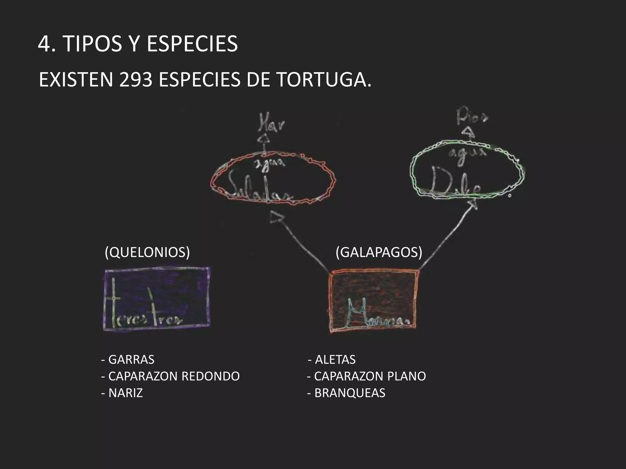 4. TIPOS Y ESPECIES
EXISTEN 293 ESPECIES DE TORTUGA.
(QUELONIOS) (GALAPAGOS)
- GARRAS - ALETAS
- CAPARAZON REDONDO - CAPARAZON PLANO
- NARIZ - BRANQUEAS
 