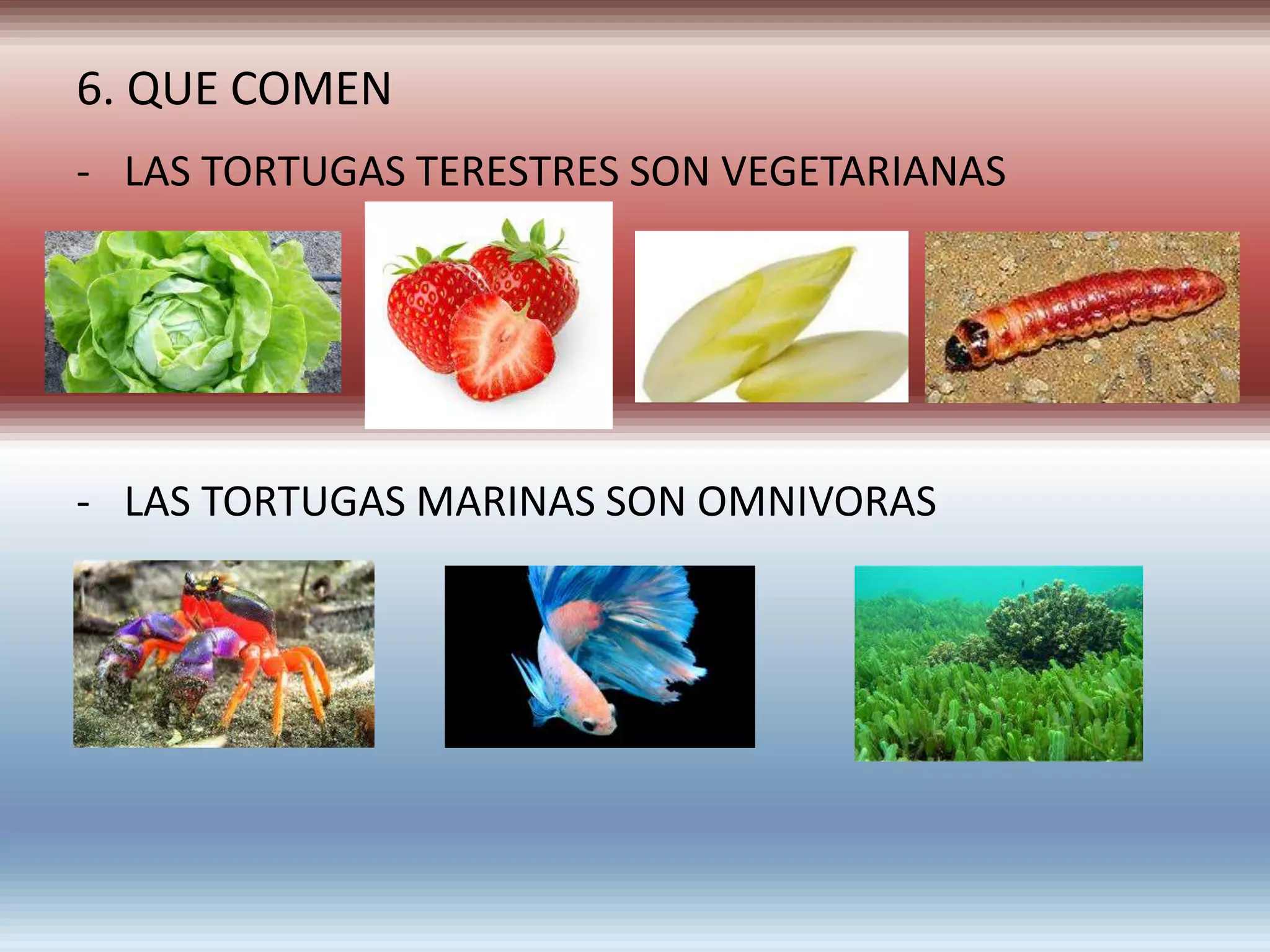 6. QUE COMEN
- LAS TORTUGAS TERESTRES SON VEGETARIANAS
- LAS TORTUGAS MARINAS SON OMNIVORAS
 