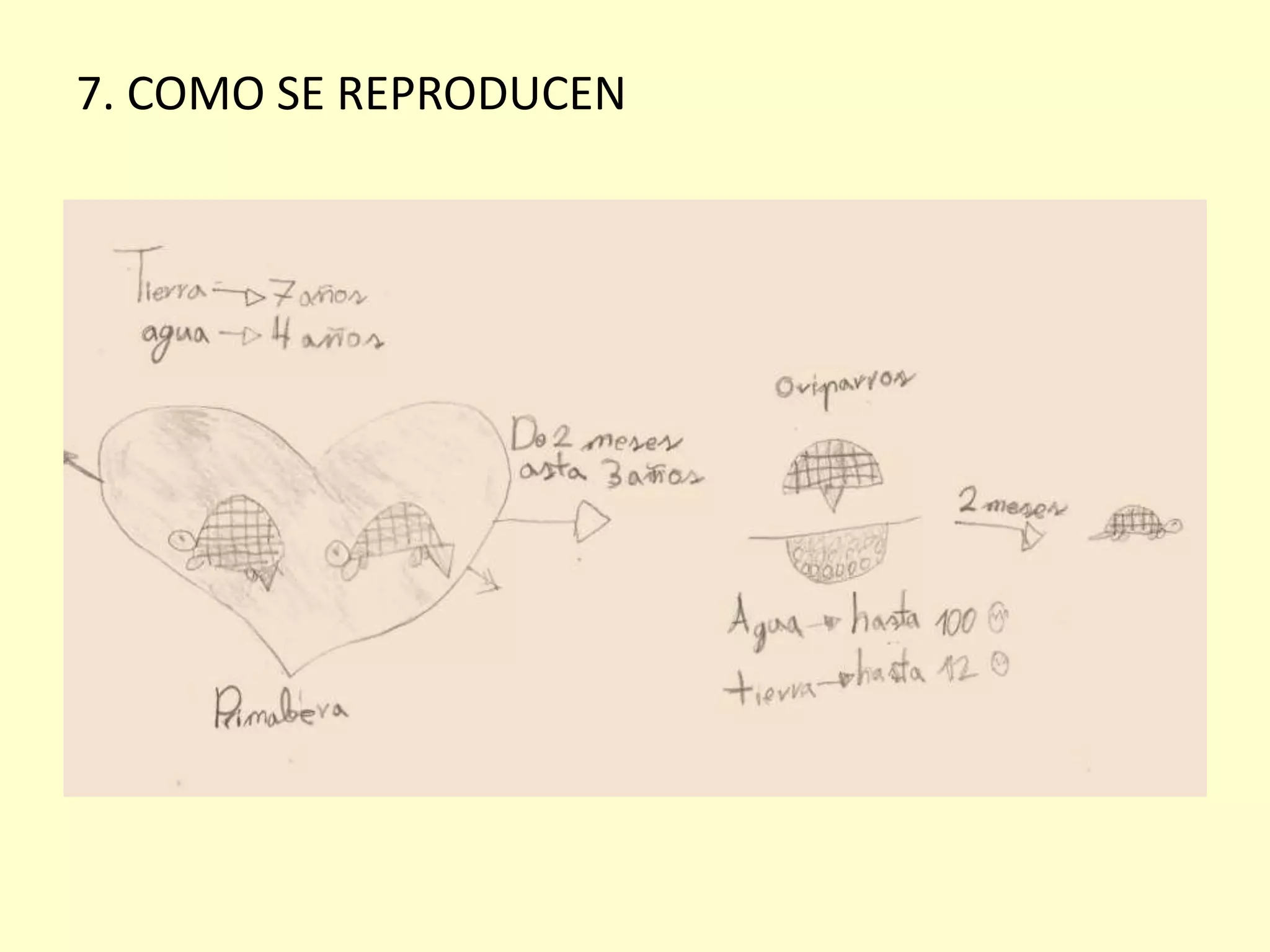 7. COMO SE REPRODUCEN
 