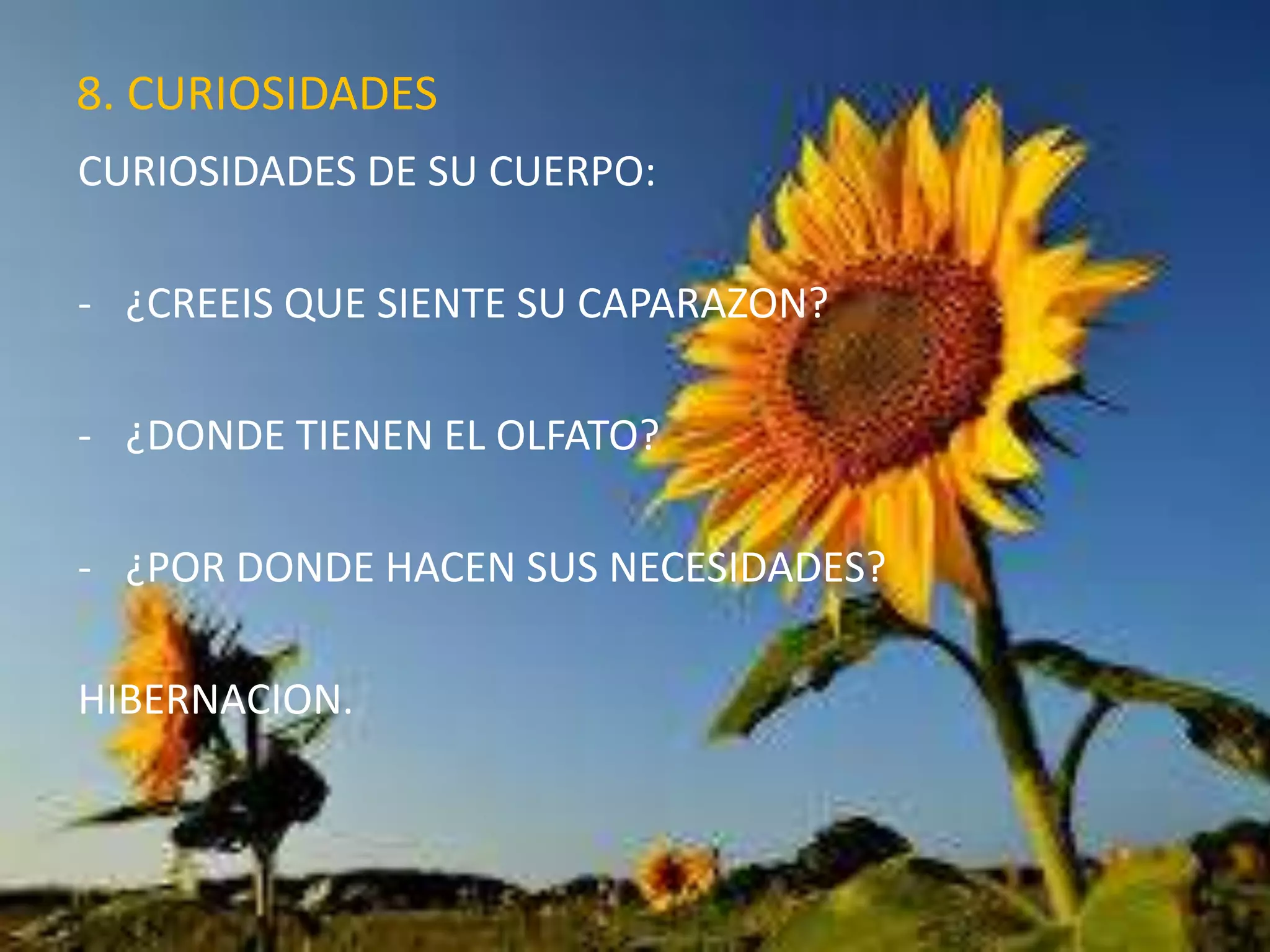 8. CURIOSIDADES
CURIOSIDADES DE SU CUERPO:
- ¿CREEIS QUE SIENTE SU CAPARAZON?
- ¿DONDE TIENEN EL OLFATO?
- ¿POR DONDE HACEN SUS NECESIDADES?
HIBERNACION.
 