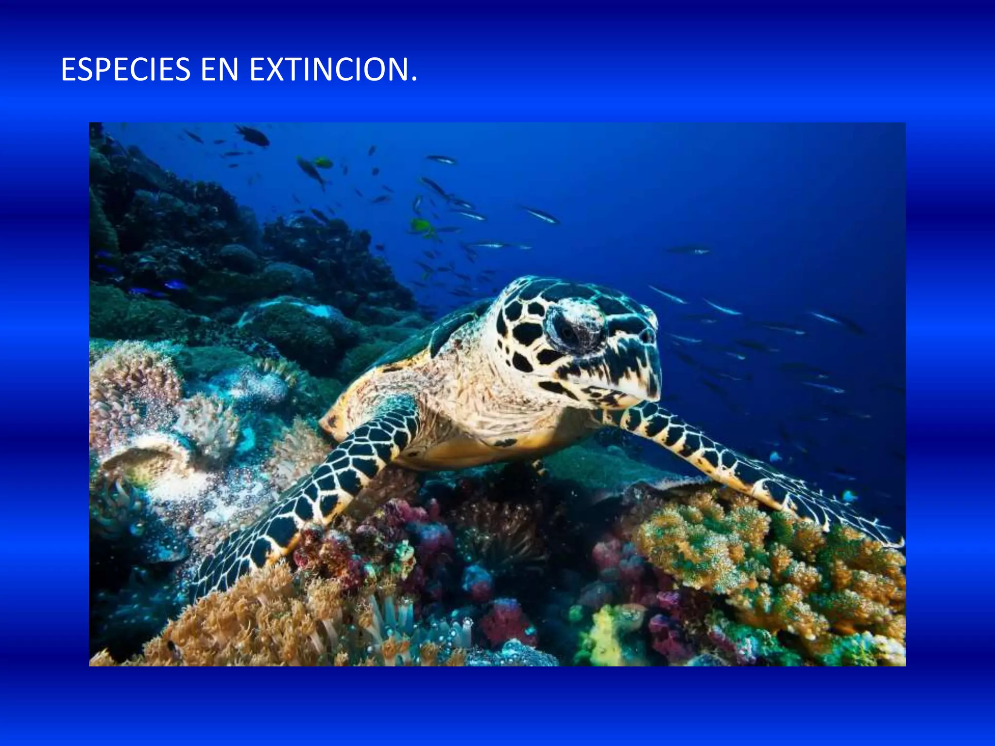 ESPECIES EN EXTINCION.
 