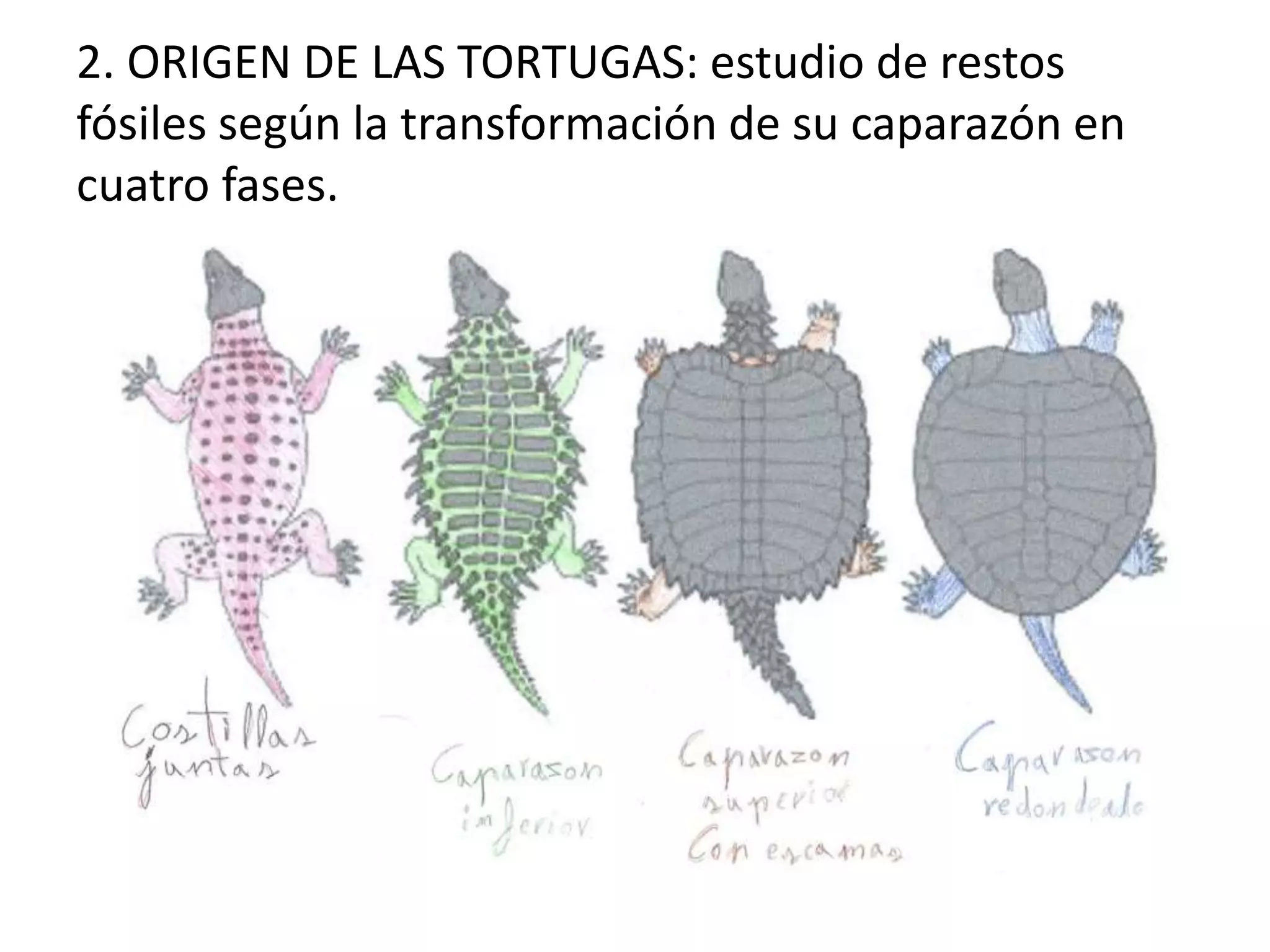 2. ORIGEN DE LAS TORTUGAS: estudio de restos
fósiles según la transformación de su caparazón en
cuatro fases.
 