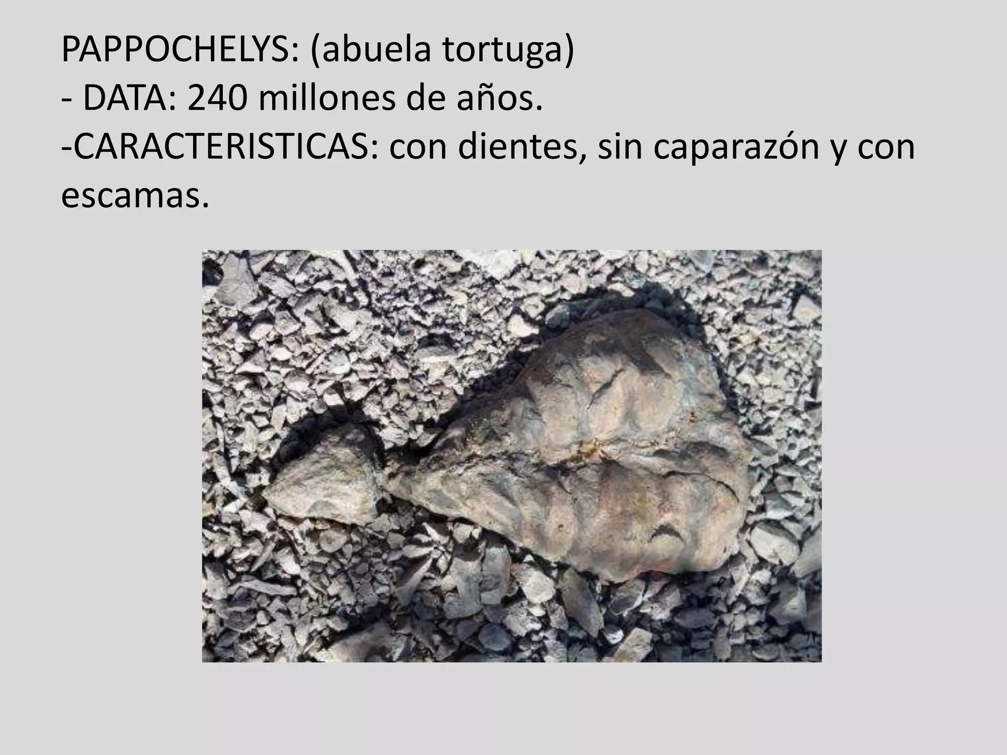 PAPPOCHELYS: (abuela tortuga)
- DATA: 240 millones de años.
-CARACTERISTICAS: con dientes, sin caparazón y con
escamas.
 