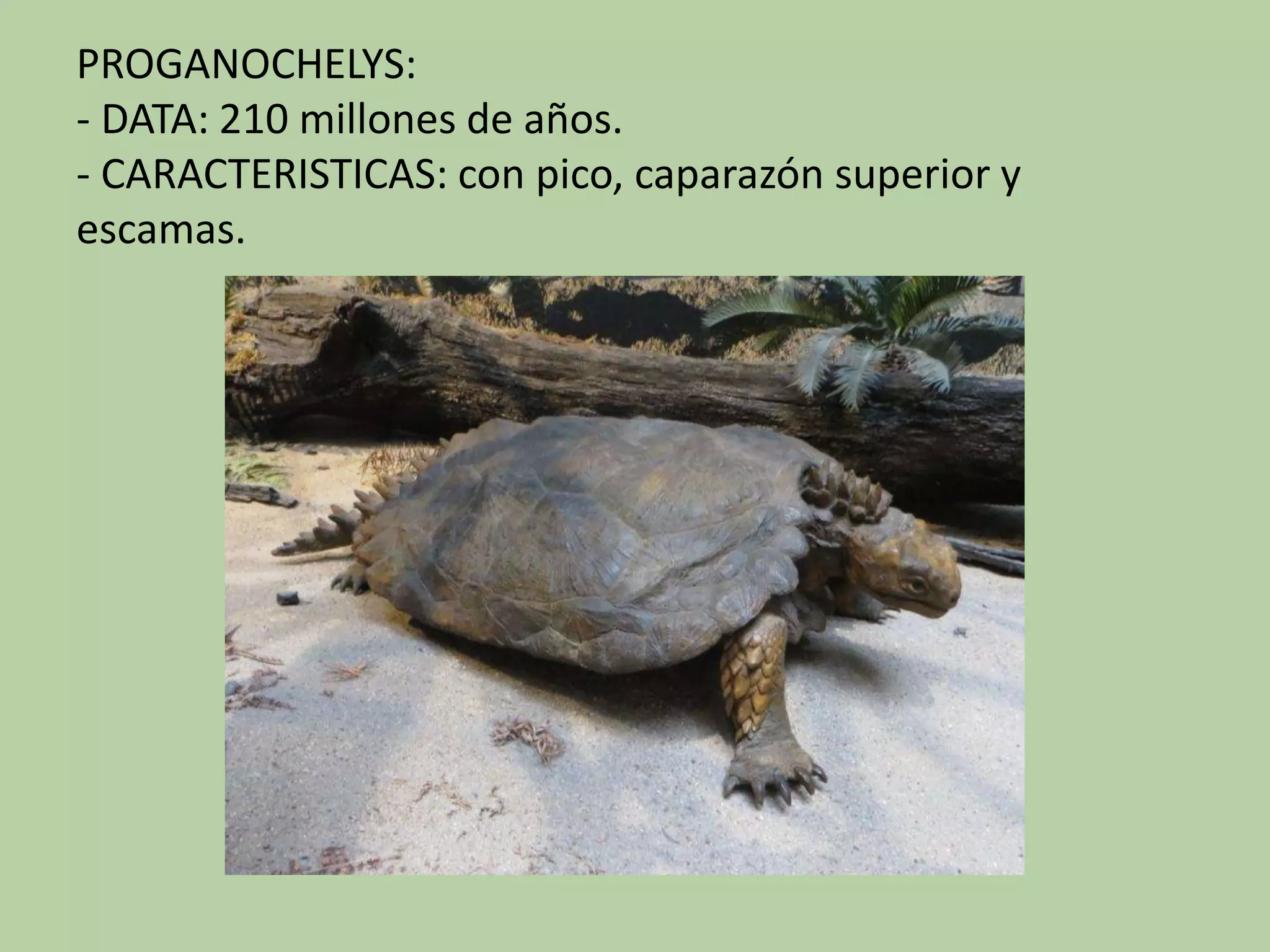 PROGANOCHELYS:
- DATA: 210 millones de años.
- CARACTERISTICAS: con pico, caparazón superior y
escamas.
 