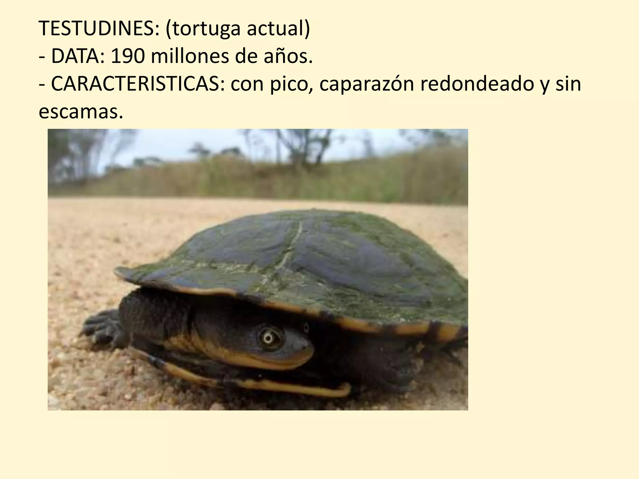 TESTUDINES: (tortuga actual)
- DATA: 190 millones de años.
- CARACTERISTICAS: con pico, caparazón redondeado y sin
escamas.
 