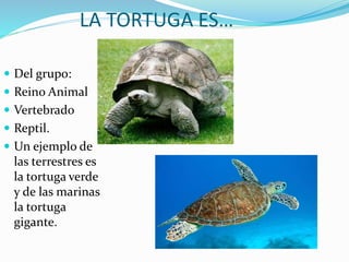 LA TORTUGA ES…
Del grupo:
Reino Animal
Vertebrado
Reptil.
Un ejemplo de
las terrestres es
la tortuga verde
y de las marinas
la tortuga
gigante.