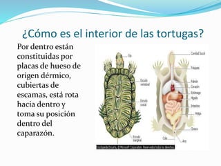 ¿Cómo es el interior de las tortugas?
Por dentro están
constituidas por
placas de hueso de
origen dérmico,
cubiertas de
escamas, está rota
hacia dentro y
toma su posición
dentro del
caparazón.