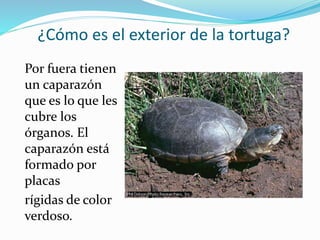 ¿Cómo es el exterior de la tortuga?
Por fuera tienen
un caparazón
que es lo que les
cubre los
órganos. El
caparazón está
formado por
placas
rígidas de color
verdoso.