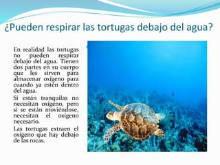 ¿Pueden respirar las tortugas debajo del agua?
En realidad las tortugas
no pueden respirar
debajo del agua. Tienen
dos partes en su cuerpo
que les sirven para
almacenar oxígeno para
cuando ya estén dentro
del agua.
Si están tranquilas no
necesitan oxígeno, pero
si se están moviéndose,
necesitan el oxígeno
necesario.
Las tortugas extraen el
oxígeno que hay debajo
de las rocas.
