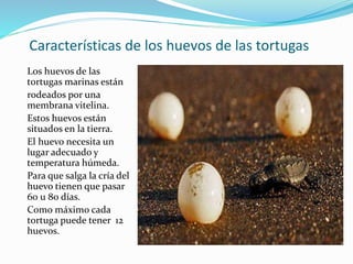 Características de los huevos de las tortugas
Los huevos de las
tortugas marinas están
rodeados por una
membrana vitelina.
Estos huevos están
situados en la tierra.
El huevo necesita un
lugar adecuado y
temperatura húmeda.
Para que salga la cría del
huevo tienen que pasar
60 u 80 días.
Como máximo cada
tortuga puede tener 12
huevos.