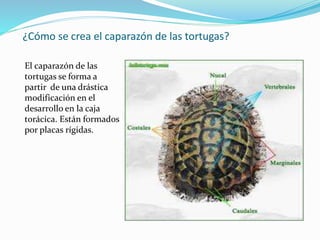 ¿Cómo se crea el caparazón de las tortugas?
El caparazón de las
tortugas se forma a
partir de una drástica
modificación en el
desarrollo en la caja
torácica. Están formados
por placas rígidas.