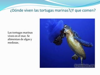 ¿Dónde viven las tortugas marinas?¿Y que comen?
Las tortugas marinas
viven en el mar. Se
alimentan de algas y
medusas.