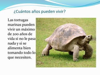 ¿Cuántos años pueden vivir?
Las tortugas
marinas pueden
vivir un máximo
de 200 años de
vida si no le pasa
nada y si se
alimenta bien
tomando todo lo
que necesiten.