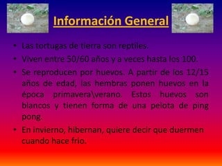 Información General
• Las tortugas de tierra son reptiles.
• Viven entre 50/60 años y a veces hasta los 100.
• Se reproducen por huevos. A partir de los 12/15
años de edad, las hembras ponen huevos en la
época primaveraverano. Estos huevos son
blancos y tienen forma de una pelota de ping
pong.
• En invierno, hibernan, quiere decir que duermen
cuando hace frio.