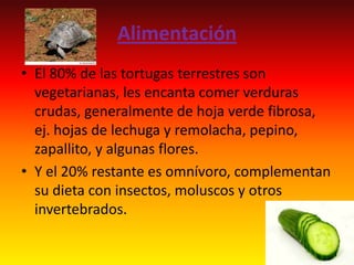 Alimentación
• El 80% de las tortugas terrestres son
vegetarianas, les encanta comer verduras
crudas, generalmente de hoja verde fibrosa,
ej. hojas de lechuga y remolacha, pepino,
zapallito, y algunas flores.
• Y el 20% restante es omnívoro, complementan
su dieta con insectos, moluscos y otros
invertebrados.