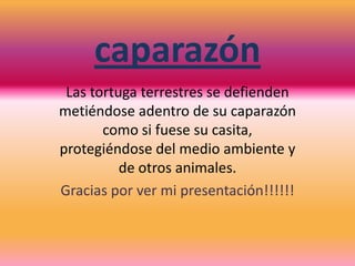 caparazón
Las tortuga terrestres se defienden
metiéndose adentro de su caparazón
como si fuese su casita,
protegiéndose del medio ambiente y
de otros animales.
Gracias por ver mi presentación!!!!!!